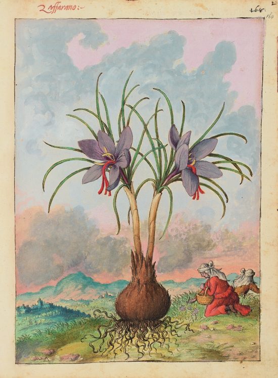 Gherardo Cibo, Crocus sativus, ilustracja z De materia medica, sztuka botaniczna, niezła sztuka